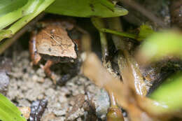 Image of Arcuate-spotted Pygmy Frog