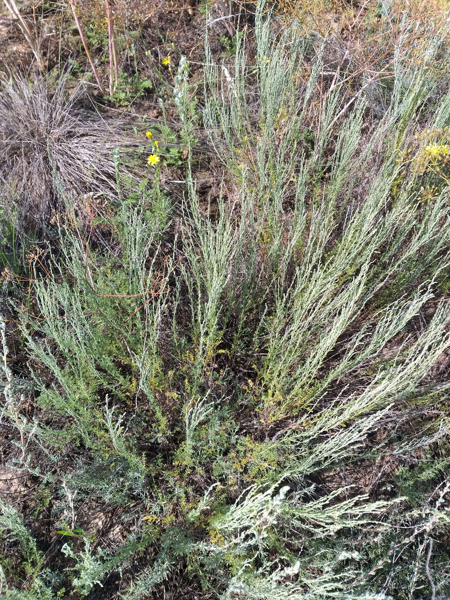 Imagem de Artemisia pauciflora