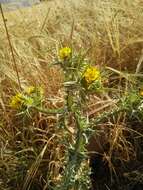 Image of spotted goldenthistle