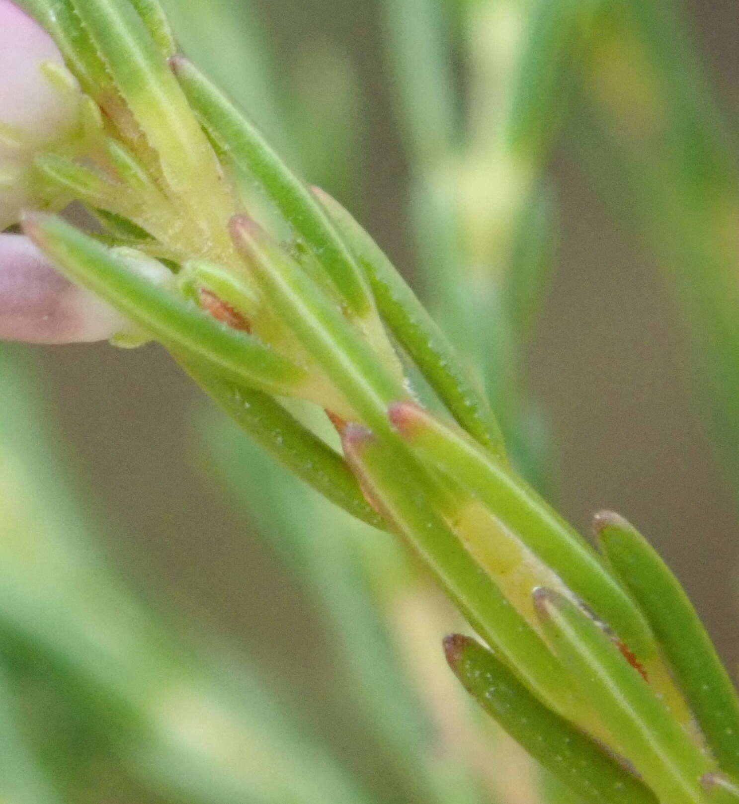 Image of Erica quadrifida (Benth.) E. G. H. Oliver