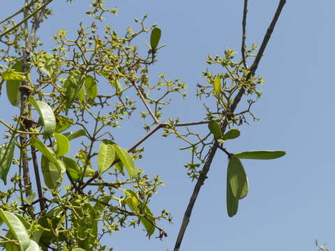 Image de Loeseneriella bourdillonii (Gamble) D. C. S. Raju