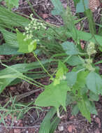 Image de Chenopodiastrum hybridum (L.) S. Fuentes, Uotila & Borsch