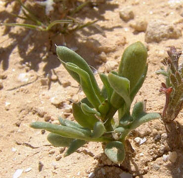 Image of Roemeria procumbens Aarons. & Opphr.