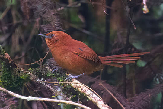 Image of Rufous Spinetail