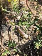 Image of Crotalaria lanceolata subsp. lanceolata