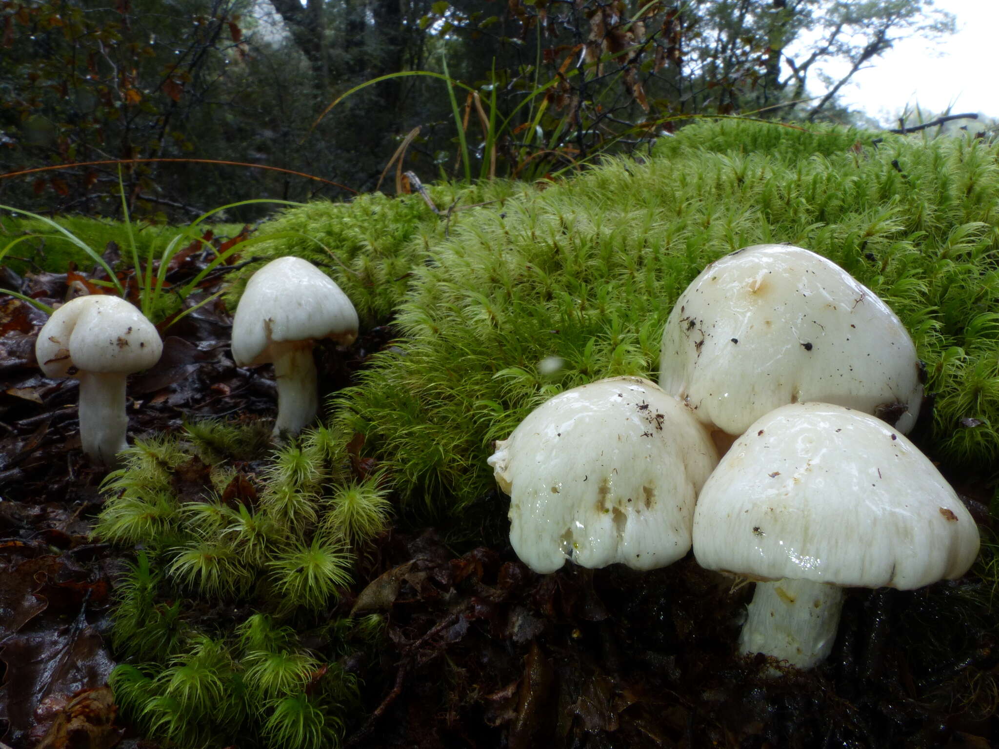 Sivun Cortinarius alboaggregatus Soop 2005 kuva