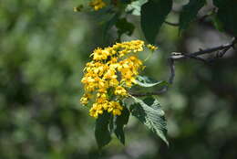 Image of Dendroviguiera quinqueradiata (Cav.) E. E. Schill. & Panero