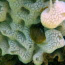 Image of Lissoclinum tasmanense (Kott 1954)