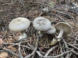 Image of Clitocybe glacialis Redhead, Ammirati, Norvell & M. T. Seidl 2000