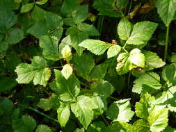 Imagem de Aegopodium latifolium Turcz.