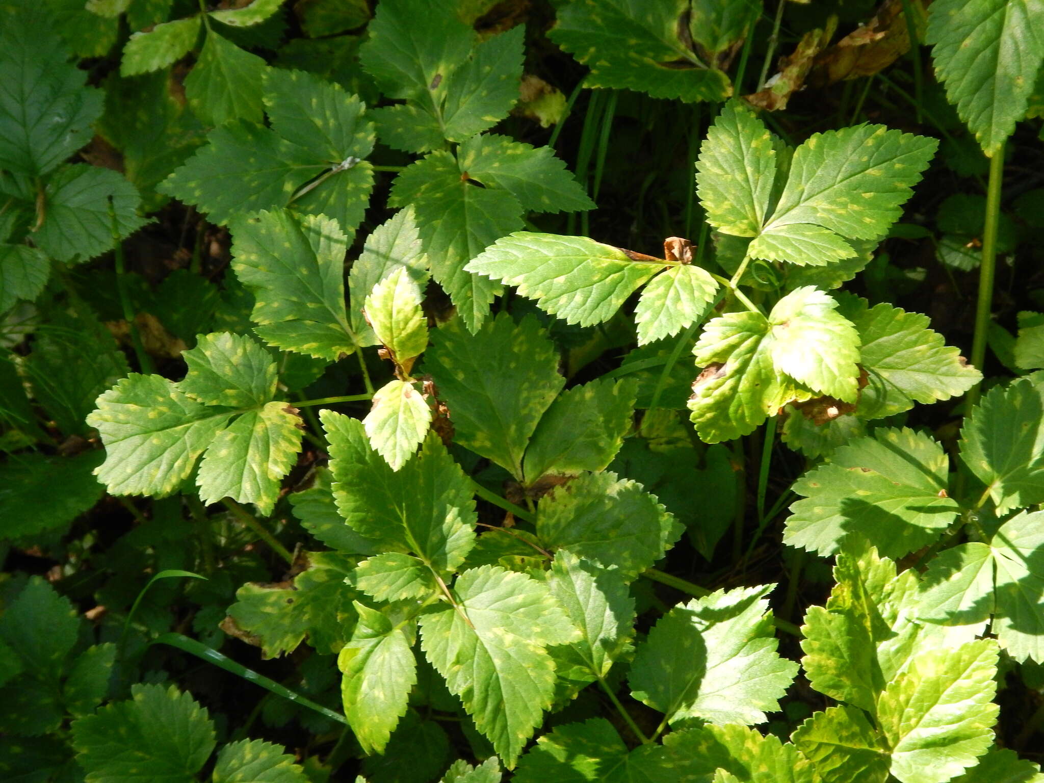 Imagem de Aegopodium latifolium Turcz.