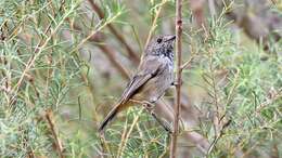 Image of Inland Thornbill