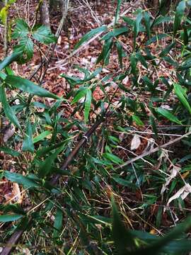 Image of black bamboo