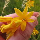 Image of Ixia odorata var. odorata