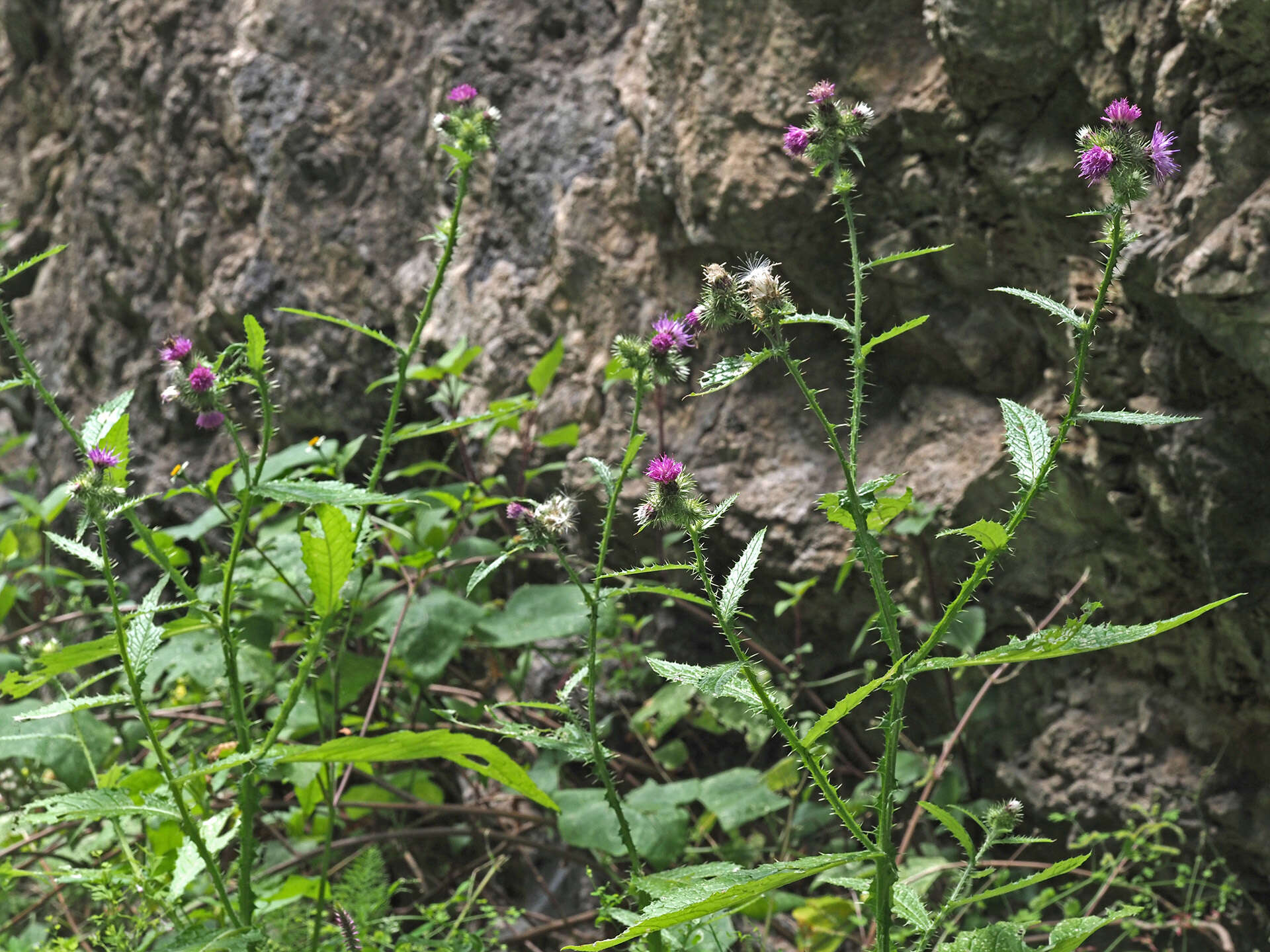 Carduus clavulatus Link的圖片