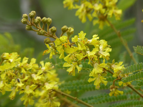 Image of African weeping-wattle