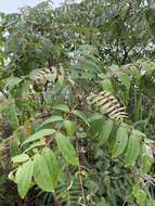 Image of Rhus hypoleuca Champ. ex Benth.