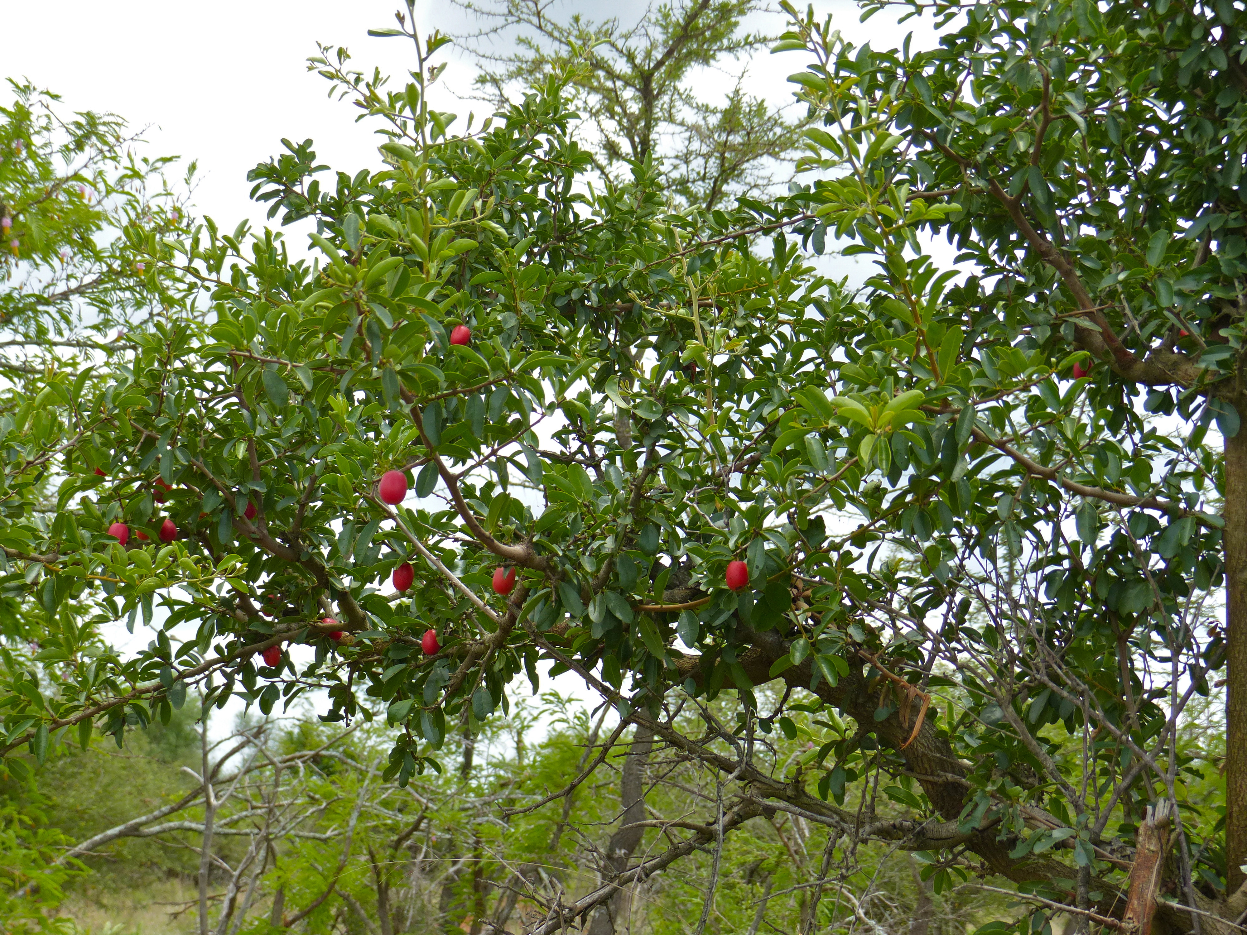 Ximenia caffra (rights holder: Bernard DUPONT)