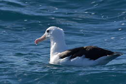 Image of black-browed albatross