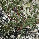 Imagem de Astragalus pattersonii A. Gray