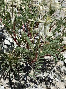 Astragalus pattersonii A. Gray的圖片