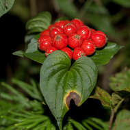 Sivun Tacca palmata Blume kuva