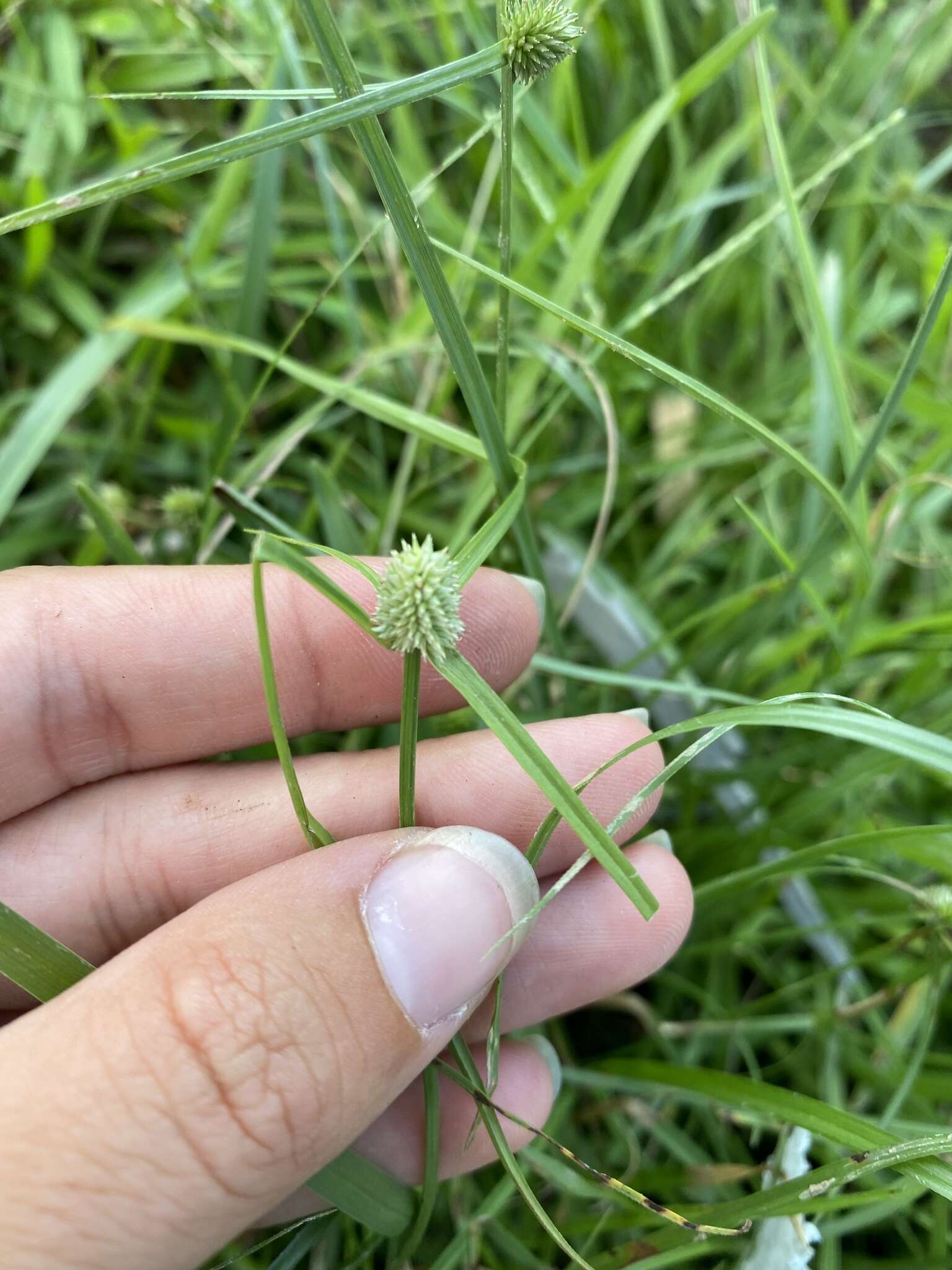 Image of Cyperus sesquiflorus subsp. sesquiflorus