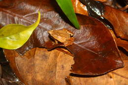 Image of Arcuate-spotted Pygmy Frog