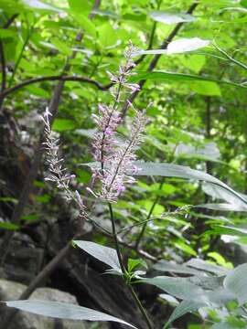 Image of Brazilian Firespike