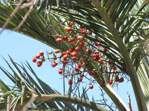 Image of Florida cherry palm