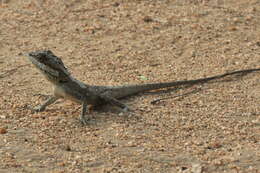 Image of Sri Lankan bloodsucker