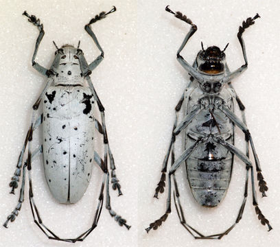 Image of <i>Pseudonemophas versteegi</i>