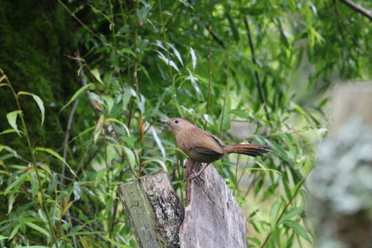 Image of Bhutan Laughingthrush