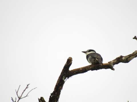 Image of Buff-bellied Puffbird