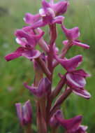 Image of Disa stricta Sond.