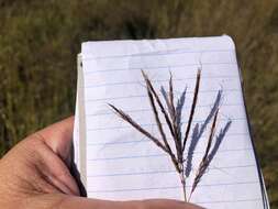 Image of Bothriochloa ewartiana (Domin) C. E. Hubb.