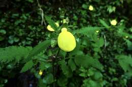 Image of Calceolaria mexicana Benth.