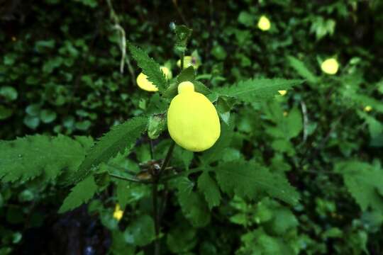 Image of Calceolaria mexicana Benth.