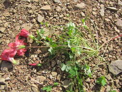 Image of Oxalis marlothii Schlechter ex Knuth