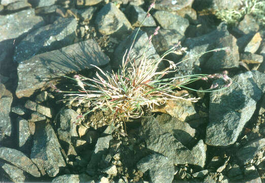 Image of Polar Blue Grass