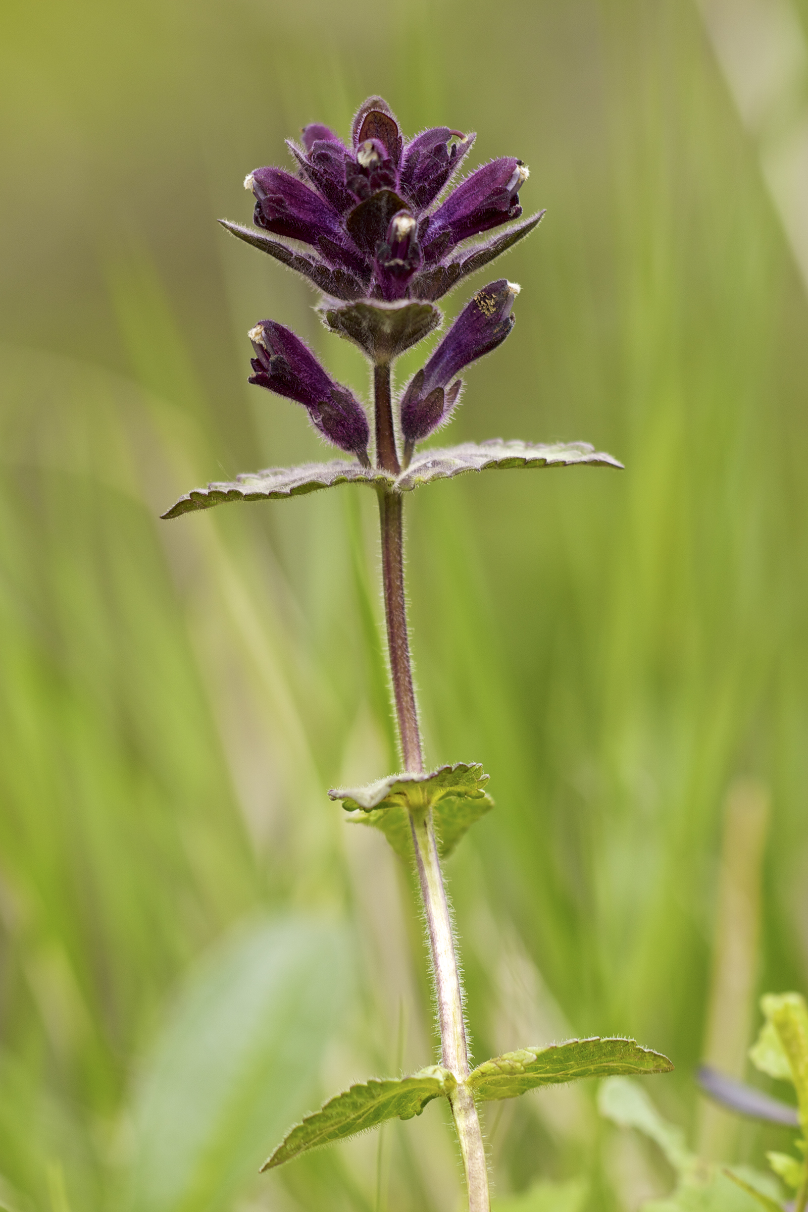 Bartsia alpina (rights holder: Jrg Hempel)