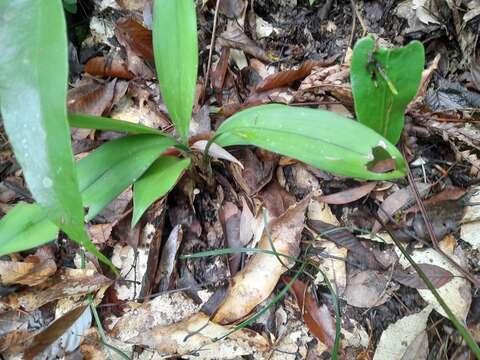 Image of Cymbidium lancifolium Hook.