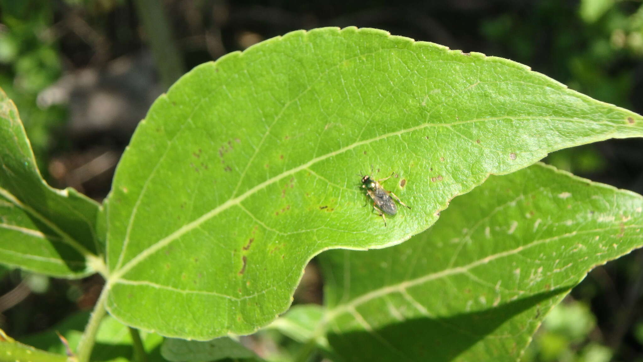 Image of Actina viridis (Say 1824)