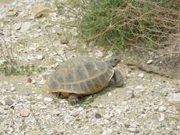 Image of Afghan Tortoise