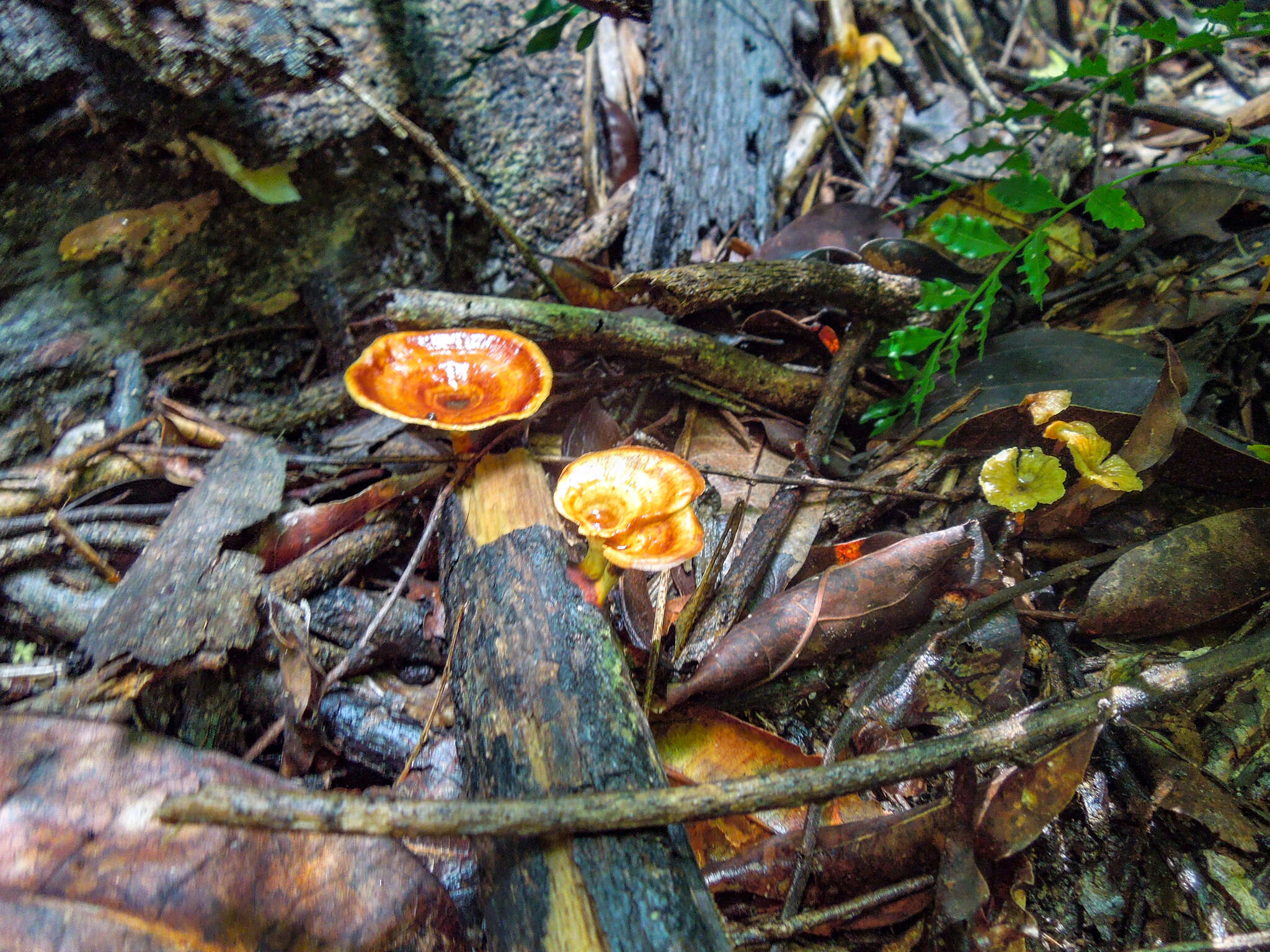 Microporus xanthopus (Fr.) Kuntze 1898 resmi