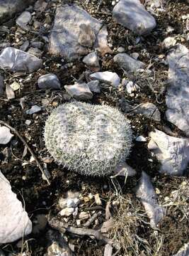 Image of Owl's eye cactus