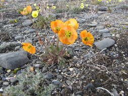 Image of Papaver schamurinii V. V. Petrovskii