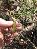 Image of Crotalaria lanceolata subsp. lanceolata