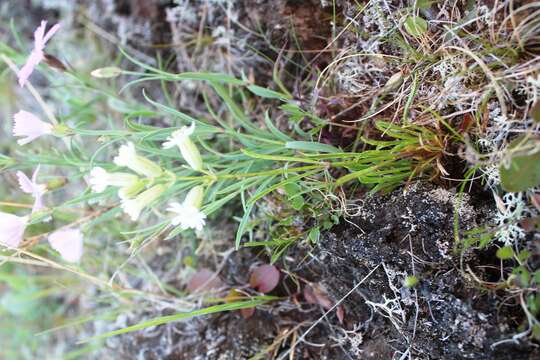 Imagem de Silene paucifolia Ledeb.