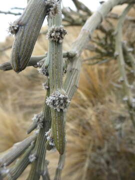 Image de Carmichaelia crassicaulis subsp. crassicaulis